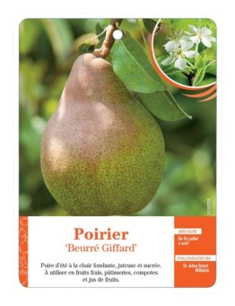 POIRIER ‘BEURRÉ GIFFARD’