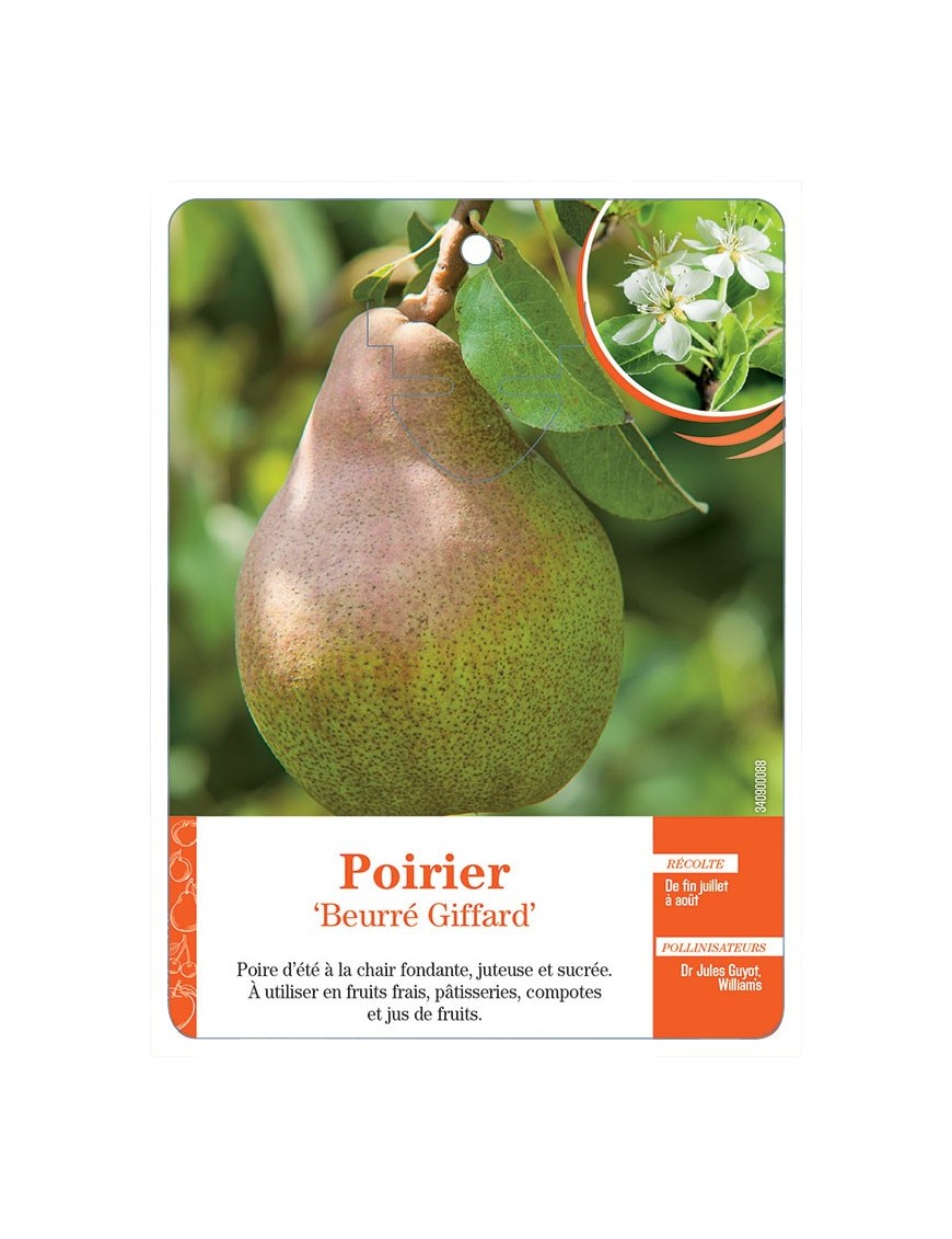 POIRIER ‘BEURRÉ GIFFARD’