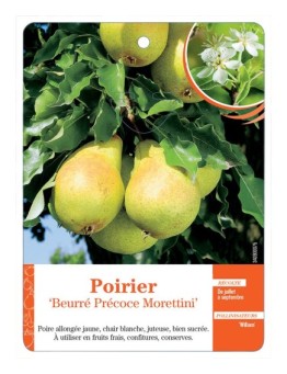 POIRIER ‘BEURRÉ PRÉCOCE MORETTINI’