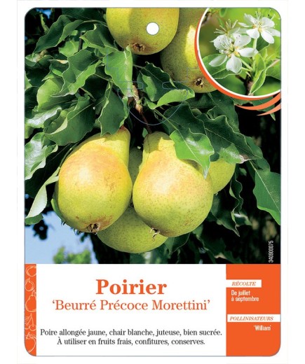 POIRIER ‘BEURRÉ PRÉCOCE MORETTINI’