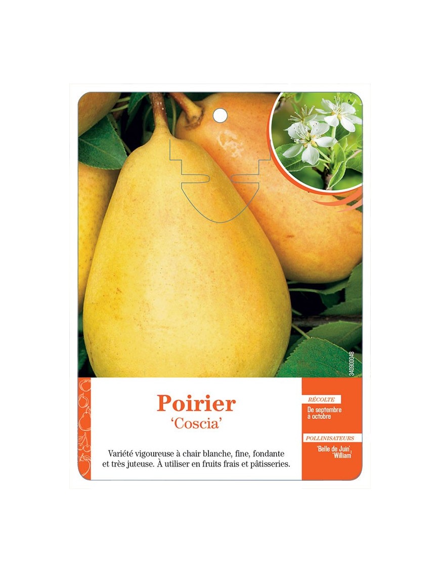 POIRIER ‘COSCIA’