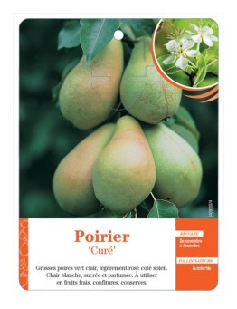 POIRIER ‘CURÉ’