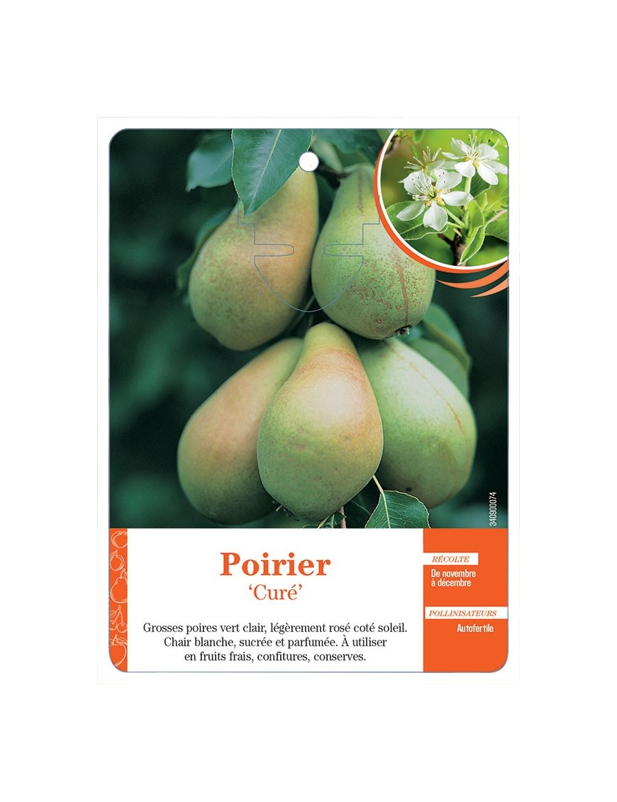 POIRIER ‘CURÉ’