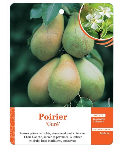 POIRIER ‘CURÉ’
