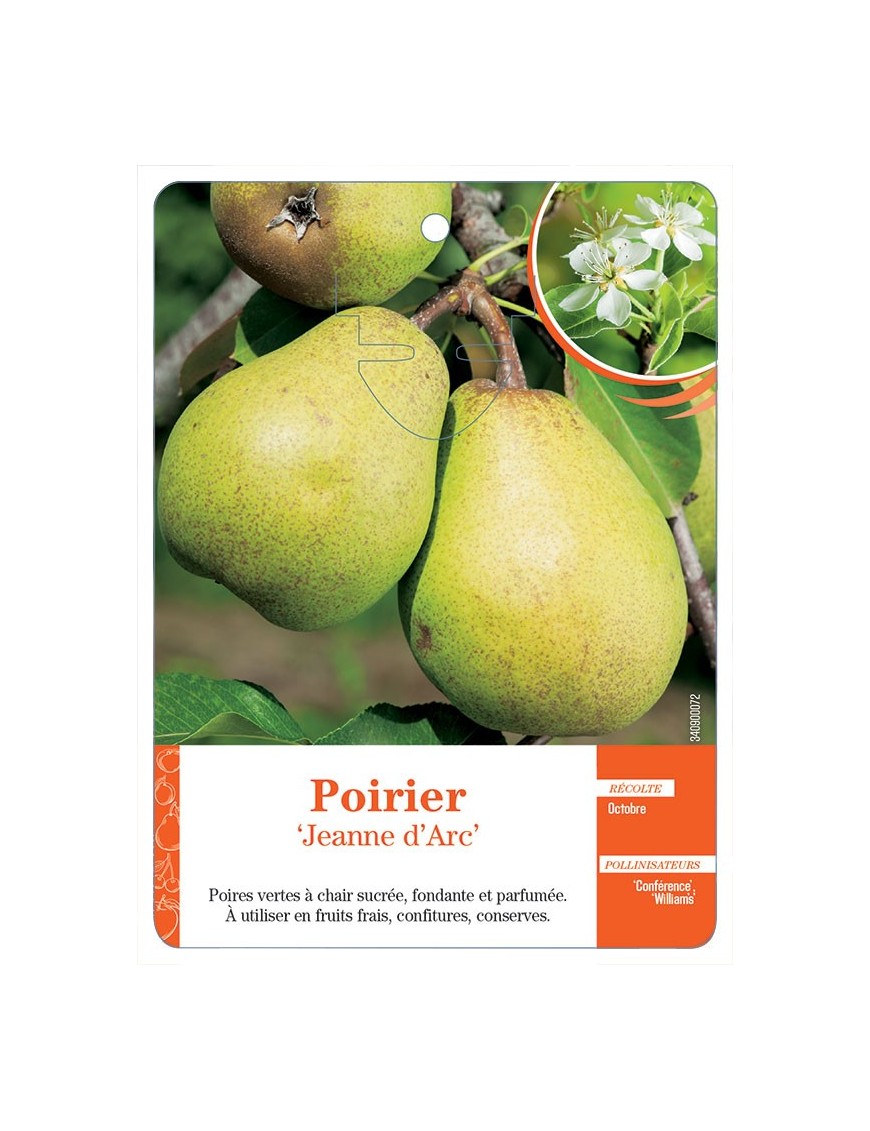 POIRIER ‘JEANNE D’ARC’