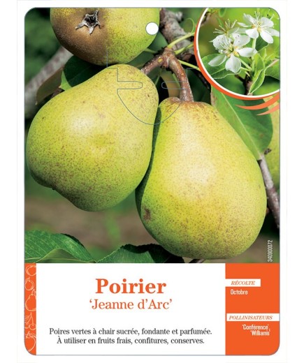 POIRIER ‘JEANNE D’ARC’