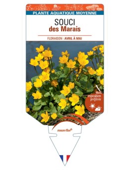 CALTHA palustris voir Souci des Marais