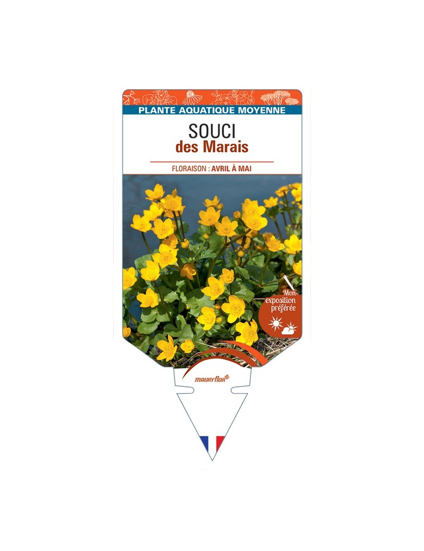 CALTHA palustris voir Souci des Marais