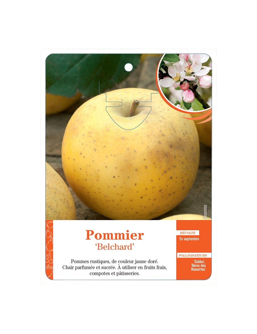 POMMIER ‘BELCHARD’