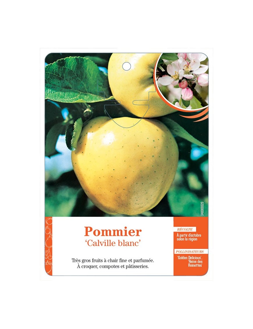 POMMIER ‘CALVILLE BLANC’