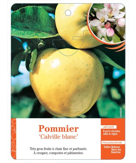 POMMIER ‘CALVILLE BLANC’
