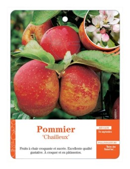 POMMIER ‘CHAILLEUX’