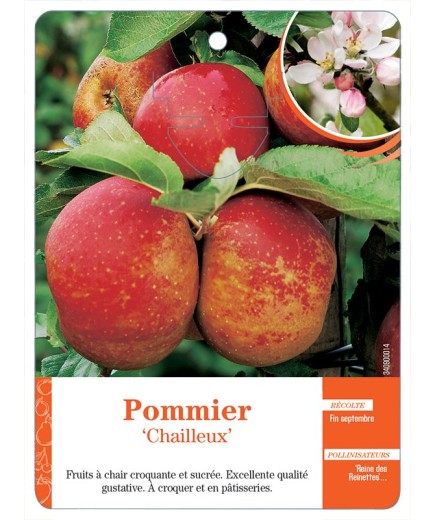 POMMIER ‘CHAILLEUX’