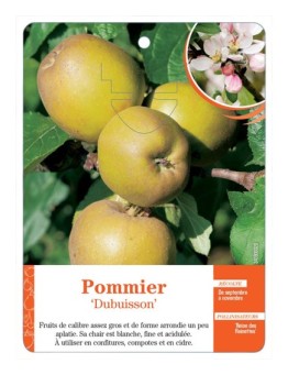 POMMIER ‘DUBUISSON’