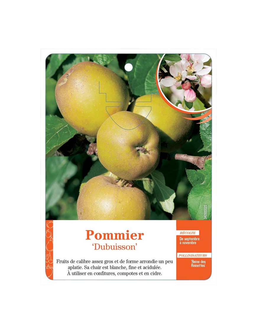 POMMIER ‘DUBUISSON’