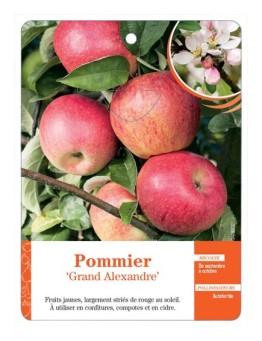 POMMIER ‘GRAND ALEXANDRE’