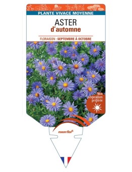 ASTER D'AUTOMNE (nain dumosus bleu)