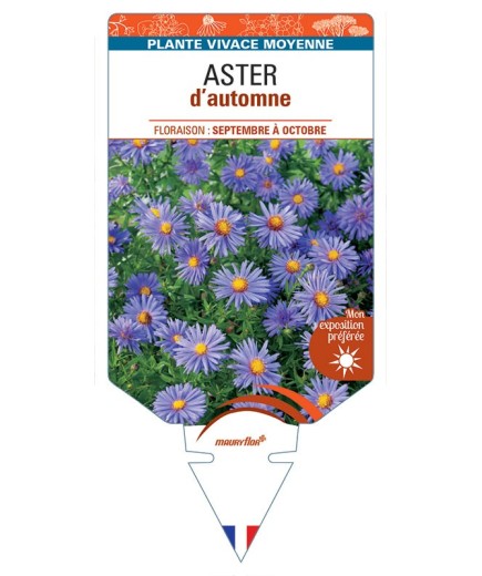 ASTER D'AUTOMNE (nain dumosus bleu)
