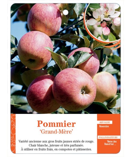 POMMIER ‘GRAND-MÈRE’
