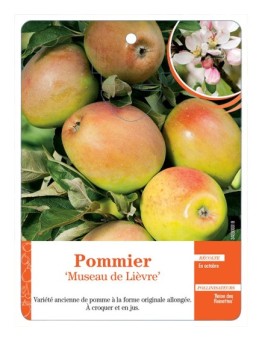 POMMIER ‘MUSEAU DE LIÈVRE’