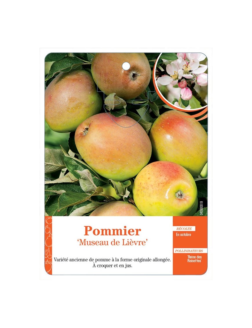 POMMIER ‘MUSEAU DE LIÈVRE’