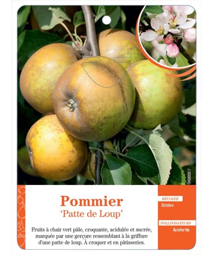 POMMIER ‘PATTE DE LOUP’