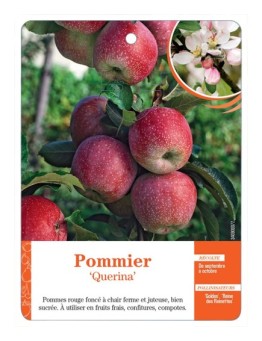 POMMIER ‘QUERINA’