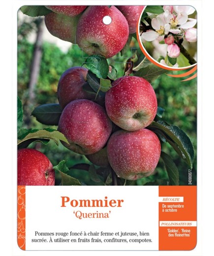 POMMIER ‘QUERINA’