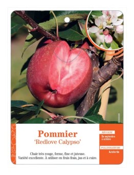 POMMIER ‘REDLOVE CALYPSO’