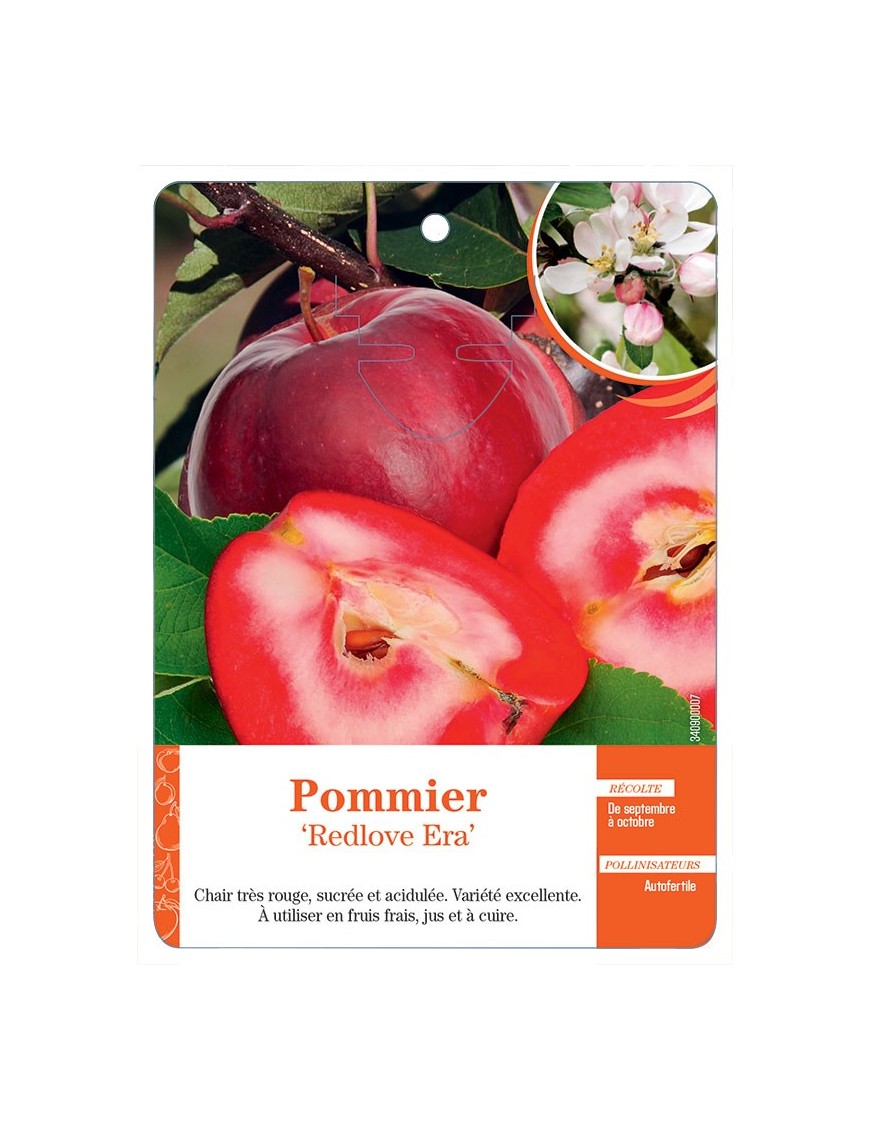 POMMIER ‘REDLOVE ERA’