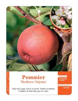 POMMIER ‘REDLOVE ODYSSO’