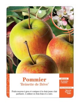 POMMIER ‘REINETTE DE BRIVE’