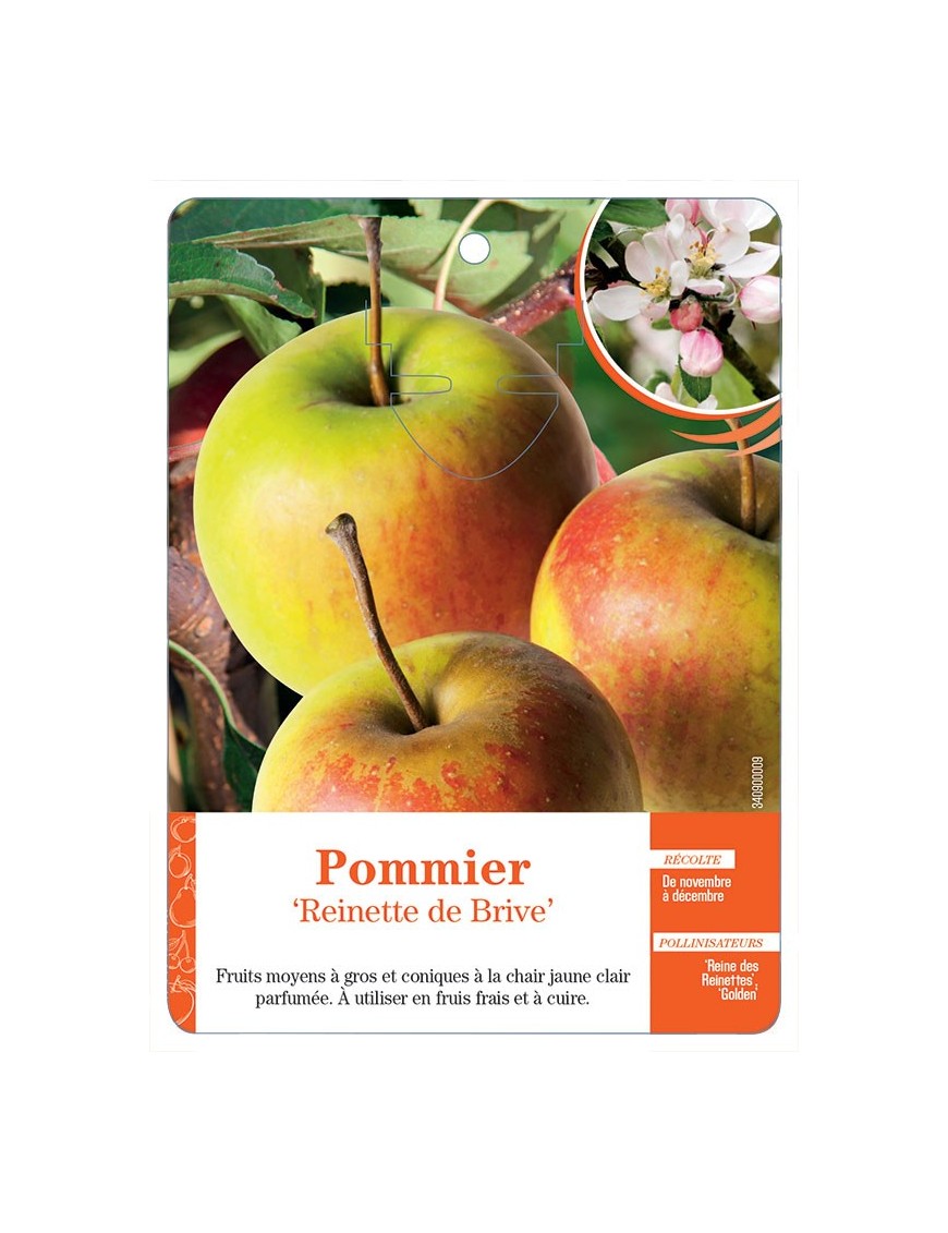 POMMIER ‘REINETTE DE BRIVE’