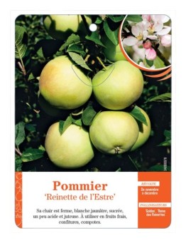 POMMIER ‘REINETTE DE L’ESTRE’