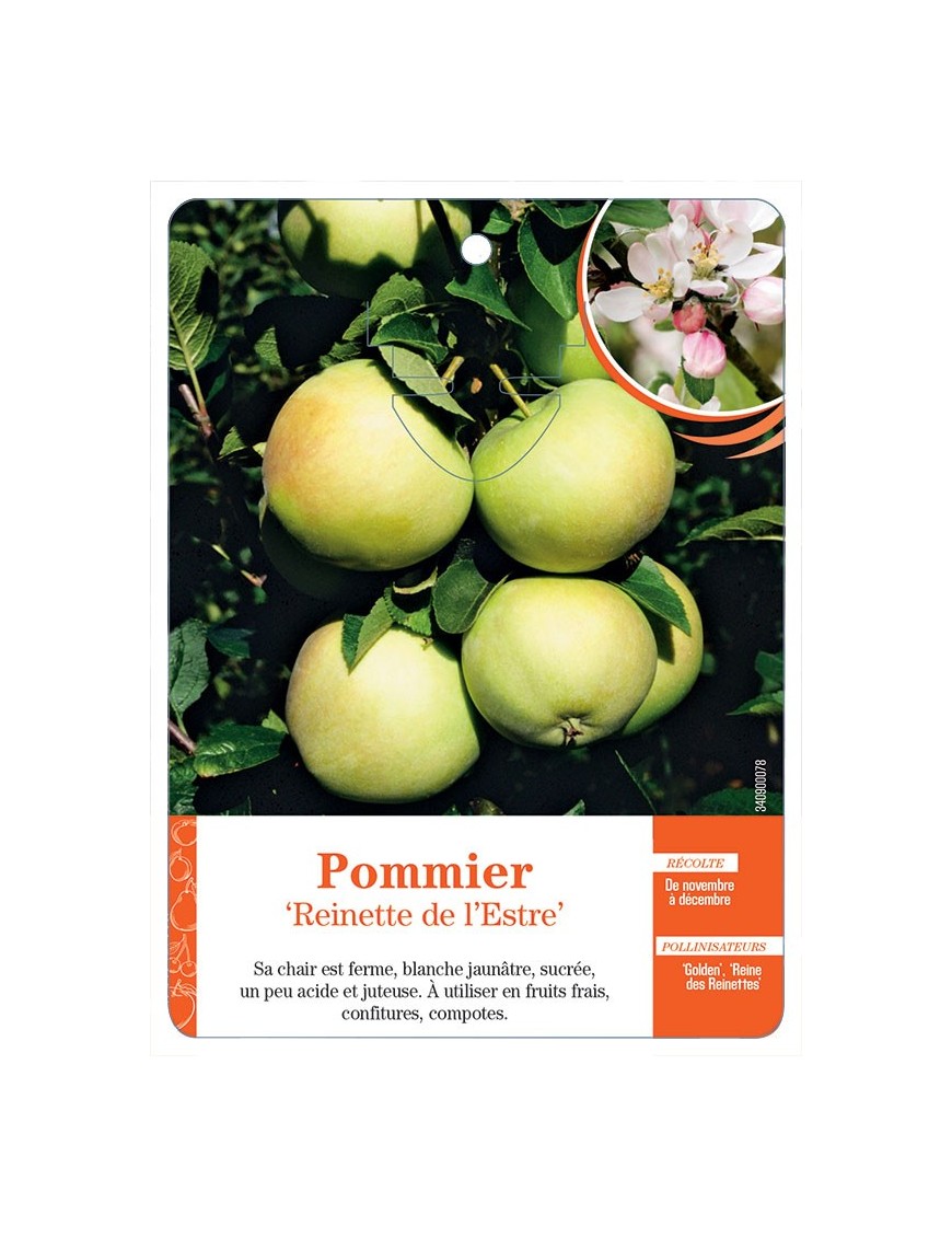 POMMIER ‘REINETTE DE L’ESTRE’