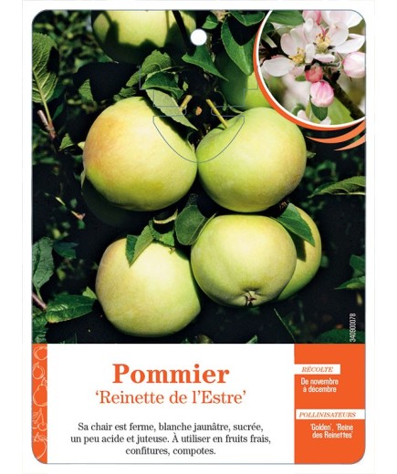 POMMIER ‘REINETTE DE L’ESTRE’