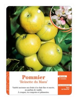 POMMIER ‘REINETTE DU MANS’