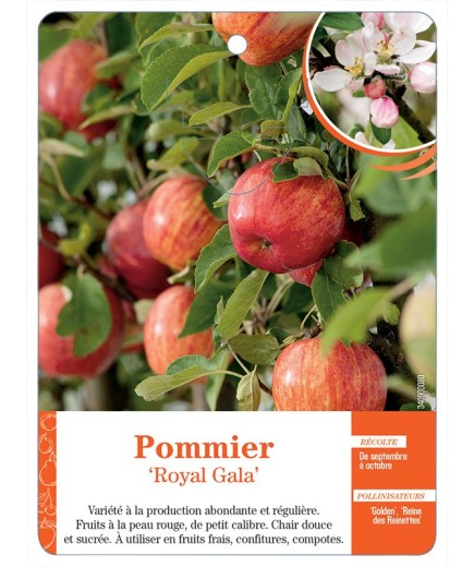 POMMIER ‘ROYAL GALA’