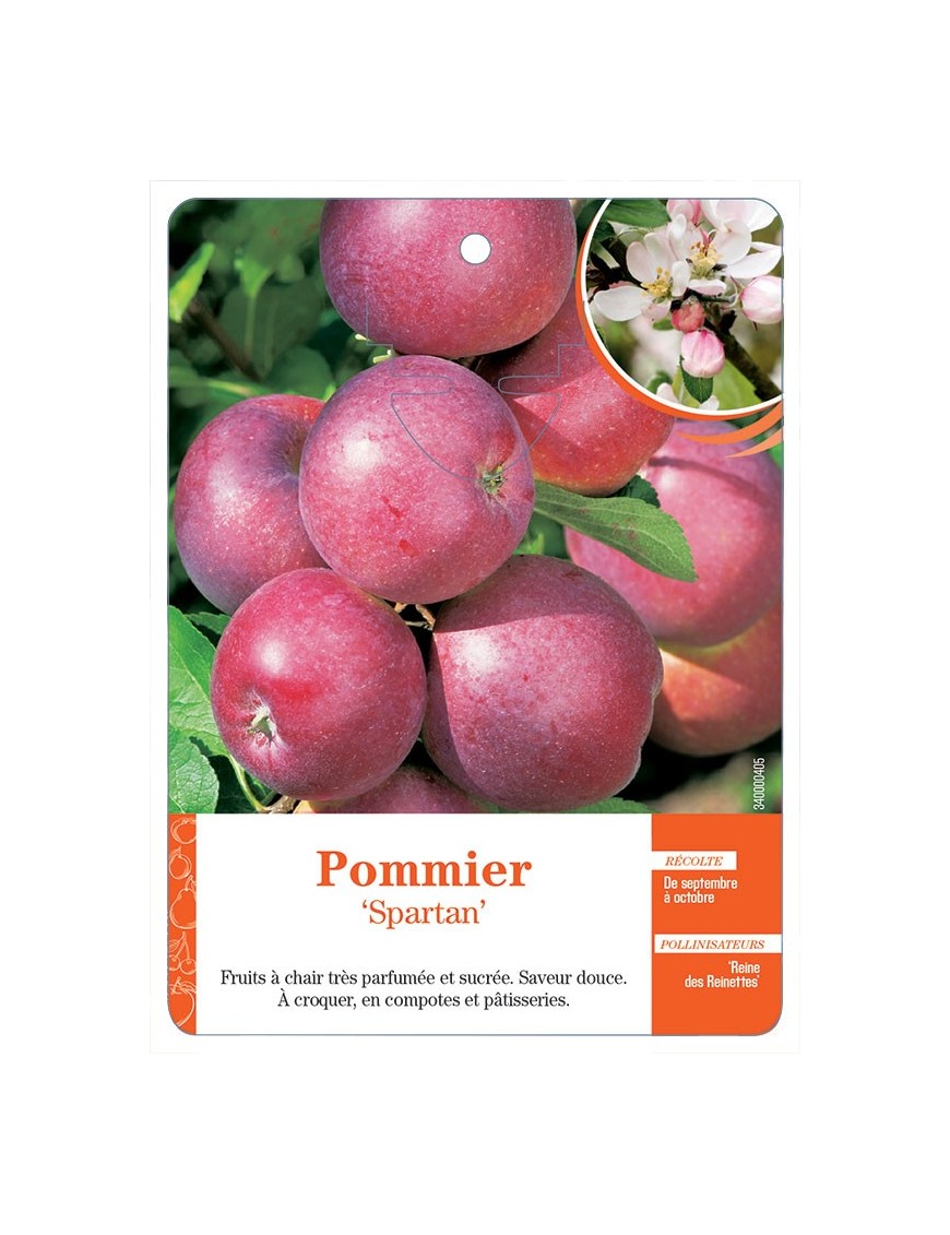 POMMIER ‘SPARTAN’