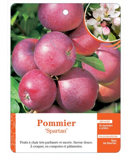 POMMIER ‘SPARTAN’
