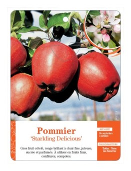 POMMIER ‘STARKLING DELICIOUS’
