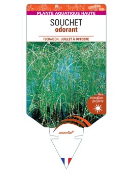 CYPERUS longus voir Souchet odorant