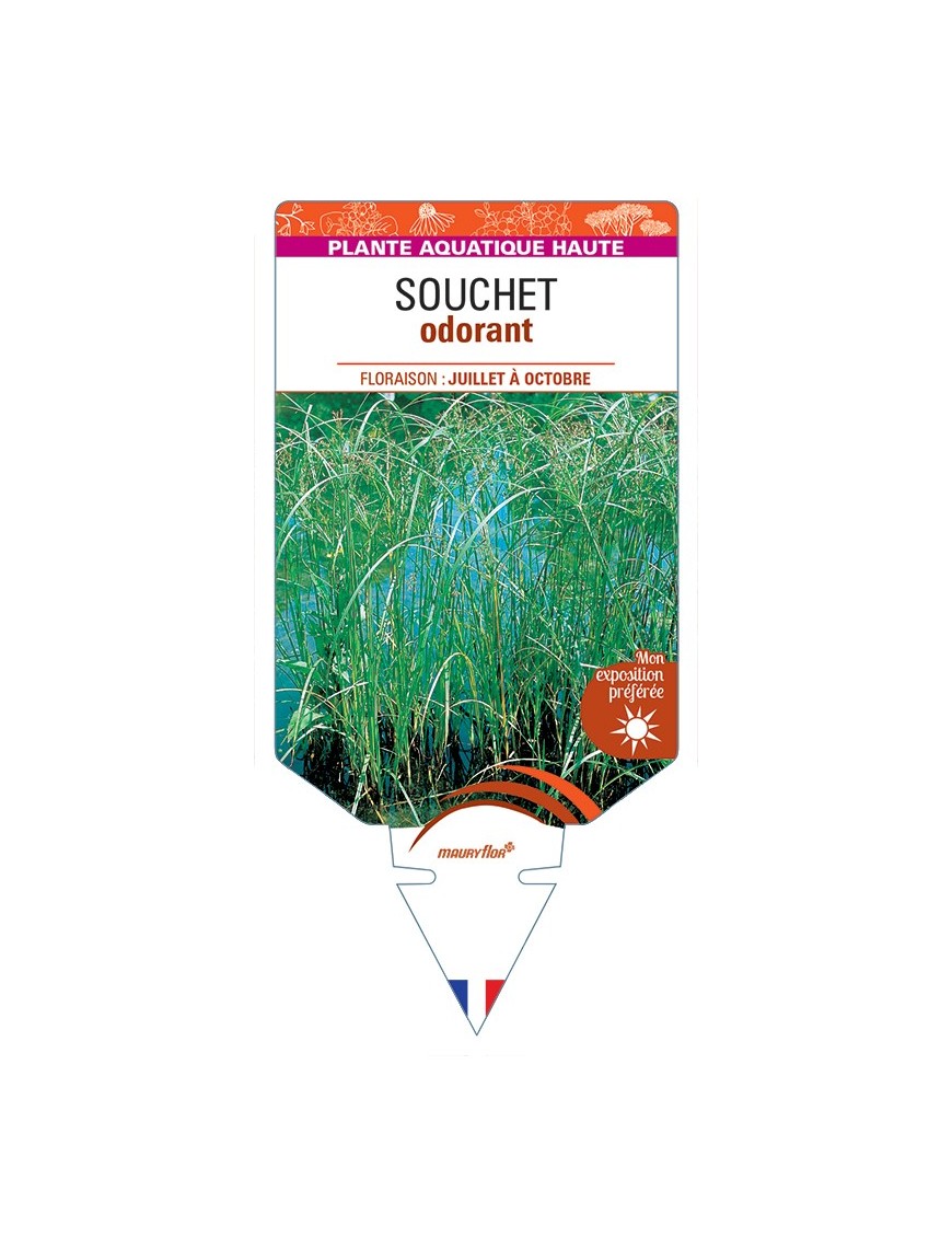 CYPERUS longus voir Souchet odorant