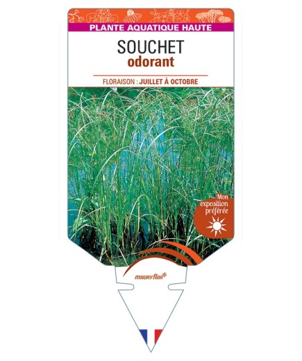 CYPERUS longus voir Souchet odorant