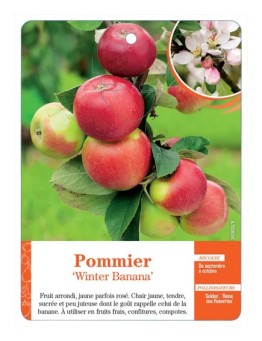 POMMIER ‘WINTER BANANA’