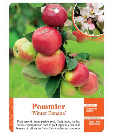 POMMIER ‘WINTER BANANA’