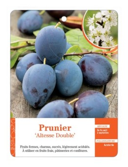 PRUNIER ‘ALTESSE DOUBLE’