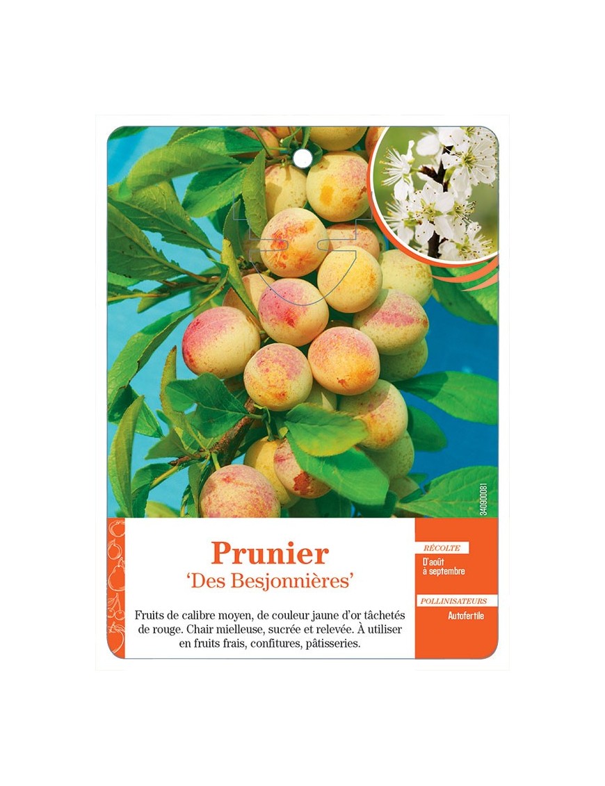 PRUNIER ‘DES BESJONNIÈRES’