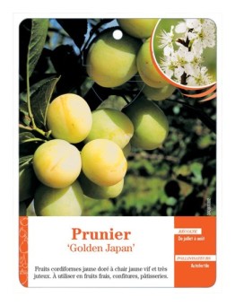PRUNIER ‘GOLDEN JAPAN’