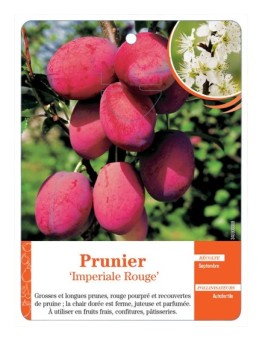 PRUNIER ‘IMPERIALE ROUGE’
